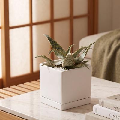 Potted Variegated Aloe Succulent Plant